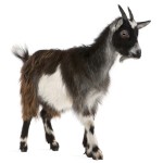 Image of a Goat